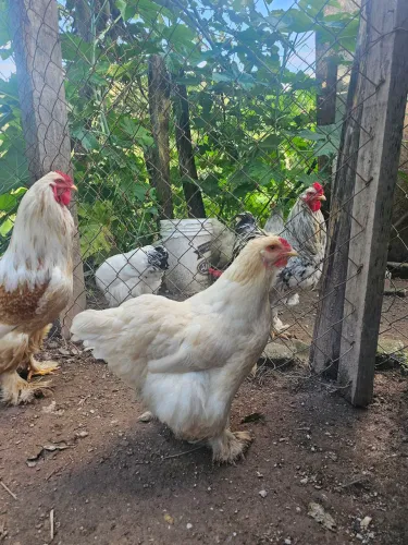Casal Brahma Lemon