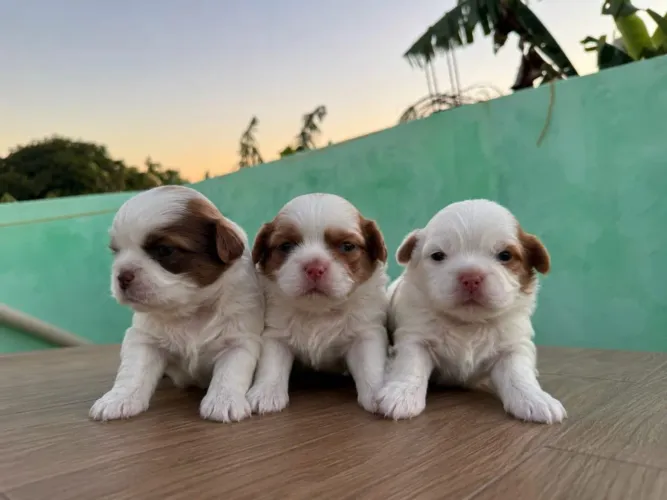 Vendo filhotes de shihtzu 