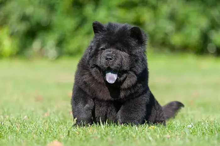 ? Chow Chow Disponível | Consulte Fotos e Vídeos