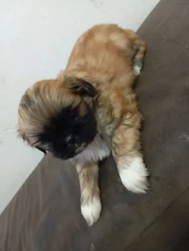 Vende se Shitzu femia 