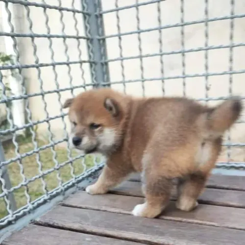 Shiba Inu - Um amor de filhotes.