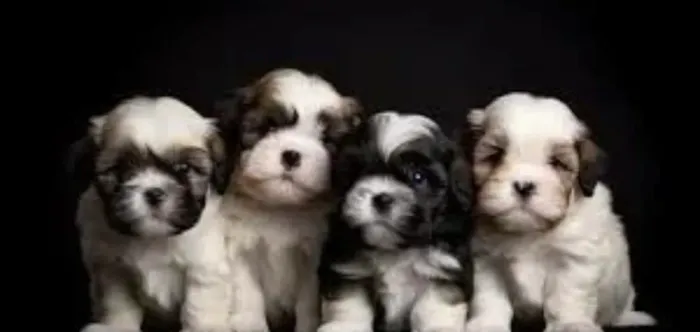 Shih tzu filhotes de porte pequeno¿