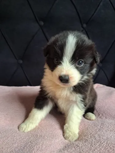 FILHOTE DE BORDER COLLIE FÊMEA