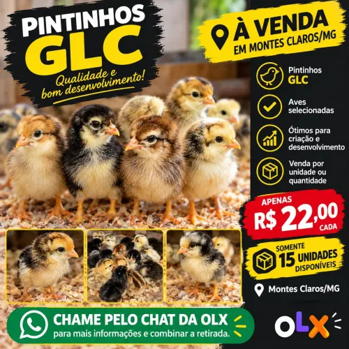 Pintinhos GLC