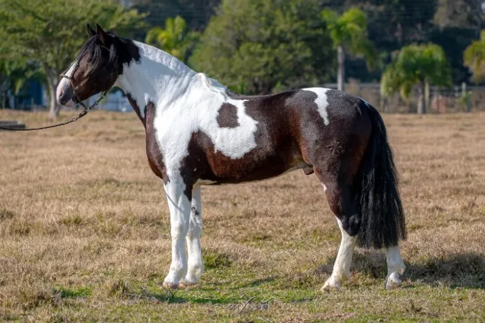 cavalo