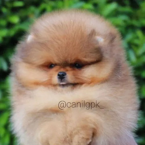 Filhotes de lulu da Pomerânia anão com pedigree!
