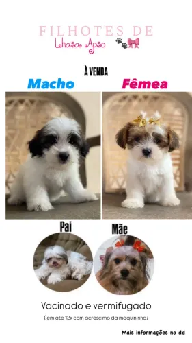 Filhotes