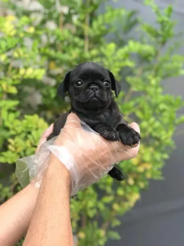 Pug machos e femeas, abricots e pretos,  para maiores informações *