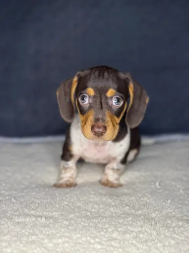 basset dachshund macho 