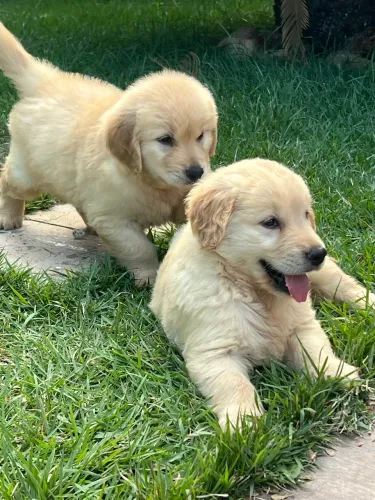 Lindos filhotes de Golden Retriever