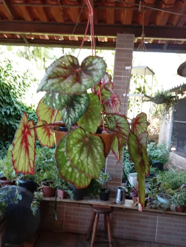 Sementes e plantas