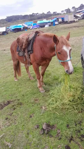 Cavalo crioulo muito manso