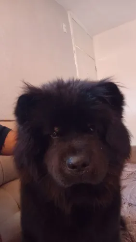 Vende-se cachorro Chow Chow