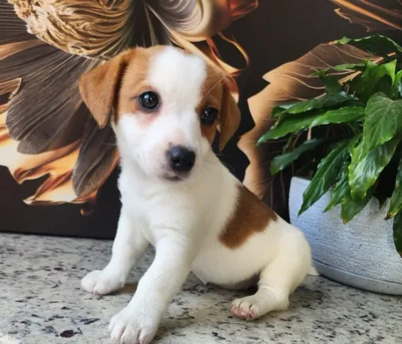 Jack Russel Terrier - Linda Fêmea a Pronta Entrega