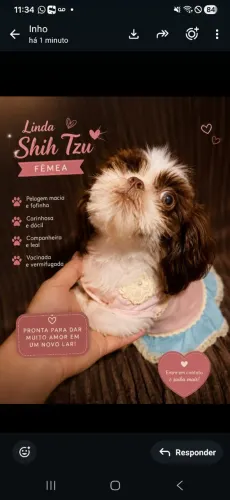 Shitzu fêmea
