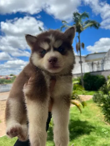 Husky siberiano vacinado