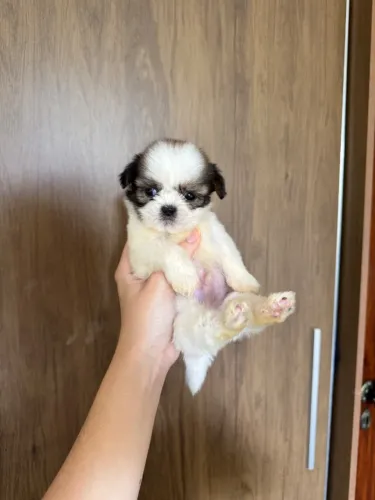 Shih tzu mini excelente linhagem 