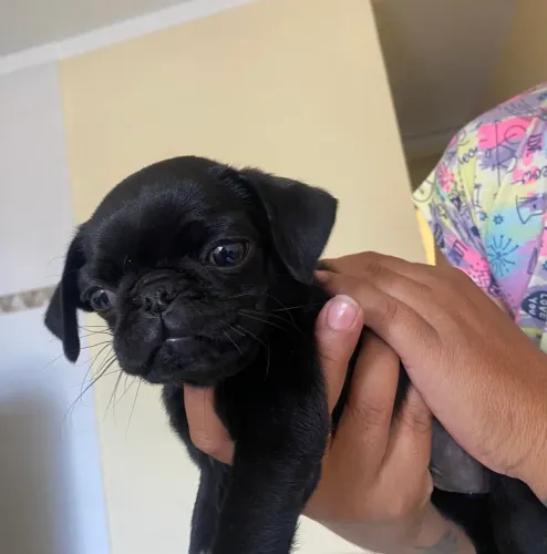 Fêmeas filhote raça pug