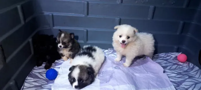Filhote de Spitz alemão o floquinho que leva alegria para qualquer lar