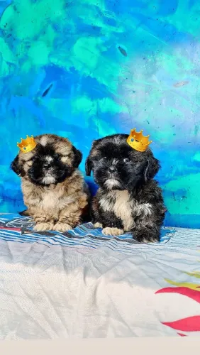 Lindos Machinhos De Lhasa Apso disponível para entrega
