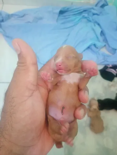 Filhotes de pinscher 1 para reserva.