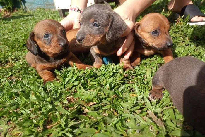 Filhotes de dachshund machos e femeas