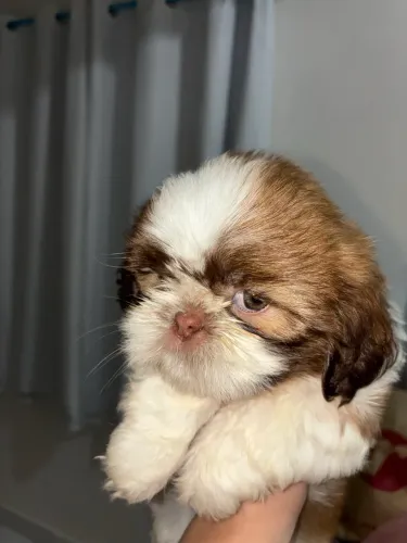 FILHOTE DE SHIH TZU FÊMEA 