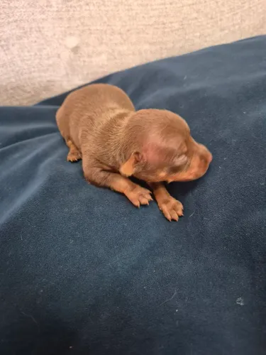 Filhotes lindo de Pinscher