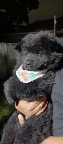 Vendo Chow chow