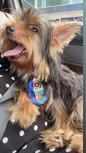 Vendo Yorkshire terrier mini ,macho