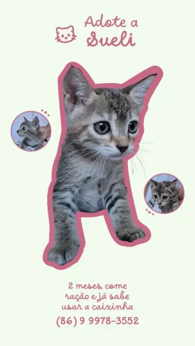Gatinhas para adoção