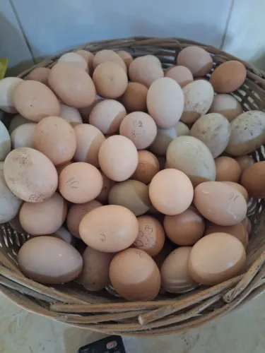 Ovos de galinha caipira para consumo e chocar, faisão colera,codorna, galinha Balão