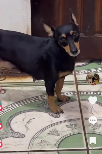 Pinscher fêmea pra namorar 