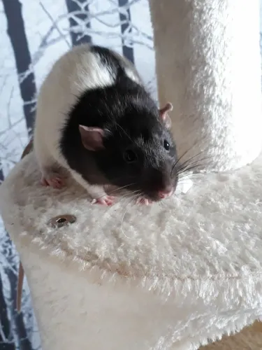 ratinha twister disponível para venda