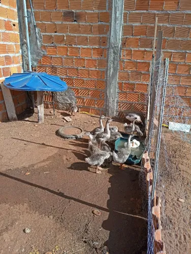 Vende filhotes de gansos sinaleiros chinês.Africanos