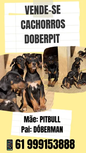 VÉNDESE CACHORROS DOBERPITT