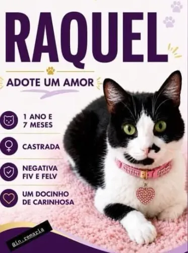 Gata femea pra adoção 