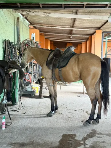 Cavalo manga larga marcha picada 