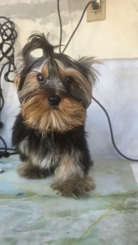 Yorkshire com 5 meses 3 doses de vacinas, pedigree CBKC-FCI opcional.