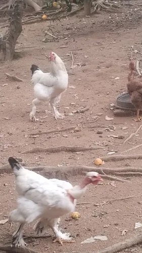 Galo Brahma