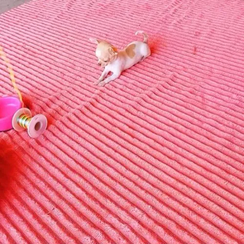 Chihuahua com uma pelagem no formato exato de um coração