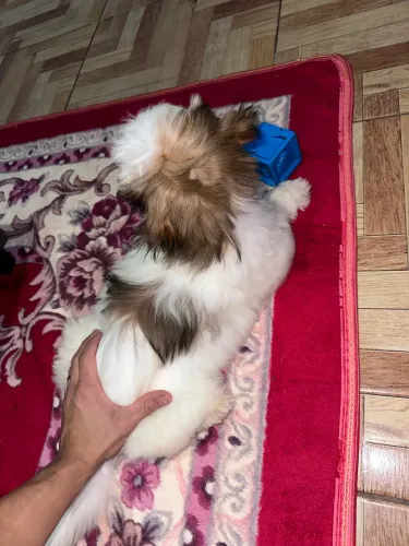 Vendo filhote shih tzu