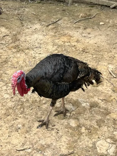Pintinhos caipira