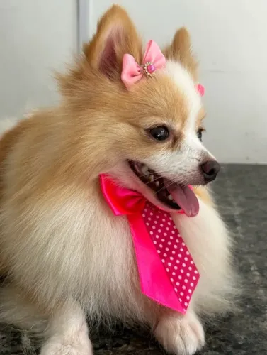 Lulu da pomerânia