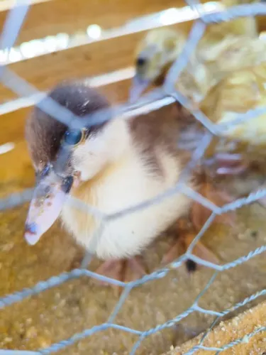 Filhotes de patos gamelão