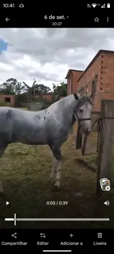 Vend lindo cavalo garanhao