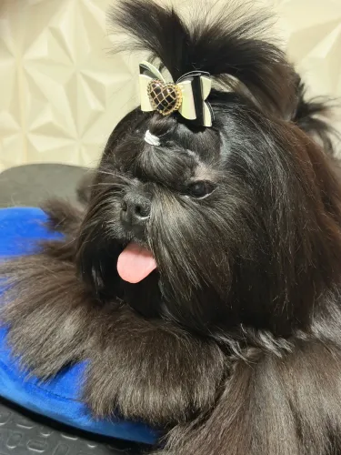 Shih tzus alto padrão
