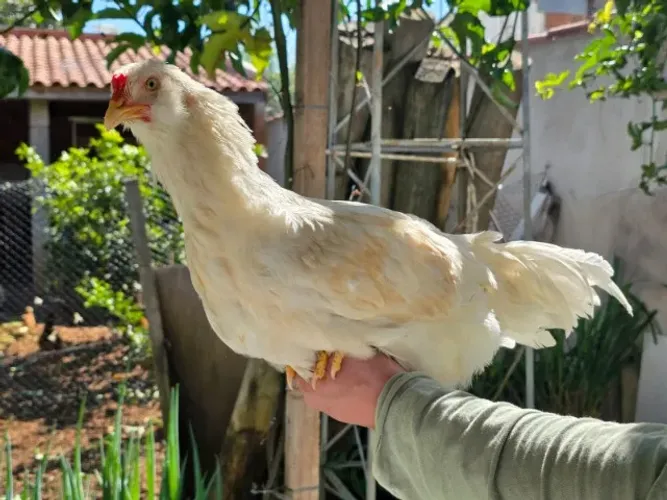 Franguinhos pai ameraucana e mãe legorne