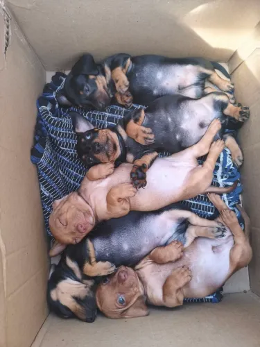 Dachshund (SALSICHINHA) machos e fêmeas DIVIDO 10X SEM JUROS 