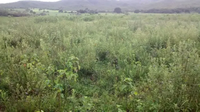Fazenda